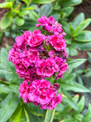 Sweet William