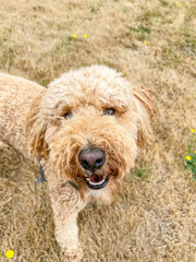 Mocha Australian Labradoodle
