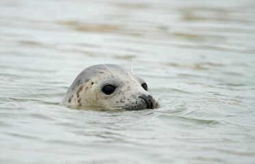 seal in the sea