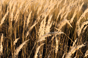 Pampas grass developing in the wind outdoors. Natural background with dry plants, beautiful composition with plants.