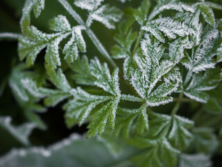 Close-up of the first frost on the leaves in the grass. Selective focus. Horizontally.