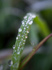 Close-up of dew drops on a blade of grass. Morning in the meadow. Water and grass texture. Side view. Vertically. Wallpaper