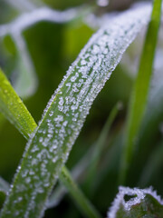 Close-up of the first frost on a blade of grass. Frost texture. Side view. Vertically. The arrival of winter.