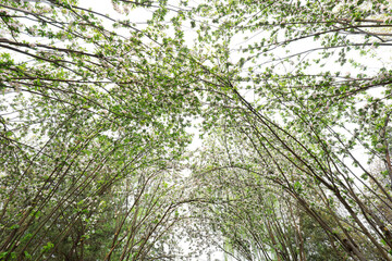 Cherry blossoms in full bloom in the park, Beijing
