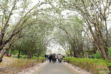 Tourists enjoy cherry blossoms in Yuyuantan Park in Beijing