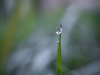 Close-up of a drop of water on a blade of grass. Dew and first frost on plant leaves. Blurred background. Reflection of the environment in a drop. Copy space. Horizontally.