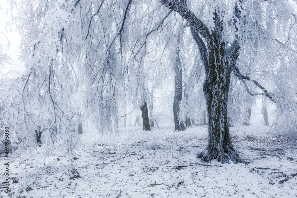 Poster Winter forest in the mountains. Majestic winter treet