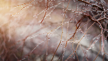 Frosty winter background with iced branches. Copy space.