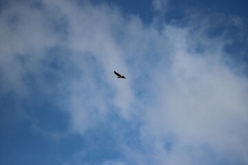 Rapace in volo