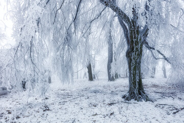Winter forest in the mountains. Majestic winter treet