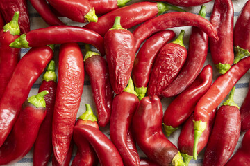 live hot chilli