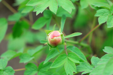 Peonies in full bloom in the park, Beijing