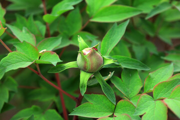 Peonies in full bloom in the park, Beijing