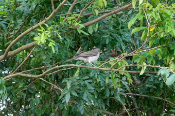bird perched on a tree, looking to the side