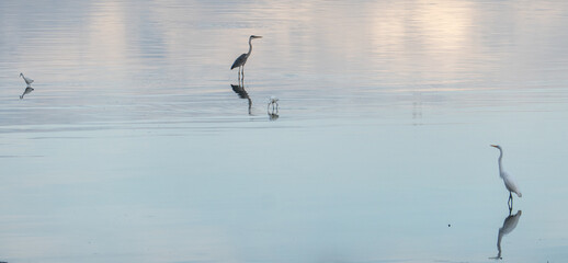 seagull on the water, white heron walking on water