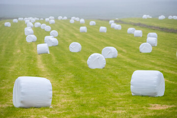 Summertime view of Hay bales in white plastic film stacked on a huge field in farm at Iceland.