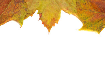 A frame or greeting card made of natural autumn leaves