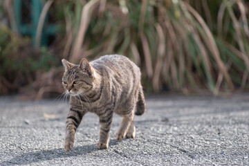 歩く猫　キジトラ猫