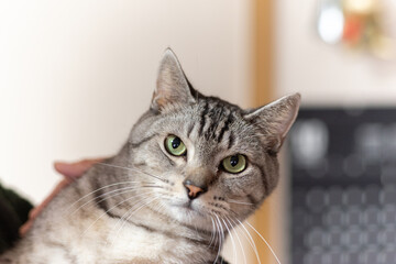 猫を抱っこ　サバトラ猫