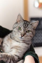 猫を抱っこ　サバトラ猫