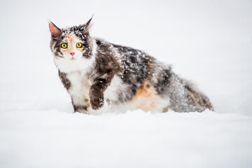 Maine Coon cat polychrome sits on the snow in forest in winte