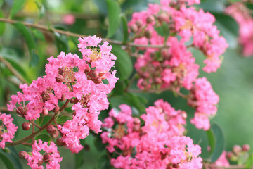 Obraz premium beautiful view of blooming Crape myrtle flowers,close-up of pink flowers blooming in the garden 