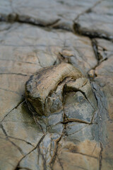 Shiny colorful wet rock a on low tide