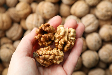 Female hand hold peeled walnuts on background walnut