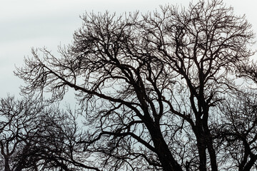 Dark and gloomy winter trees with no leaves (bare trees) and little colour