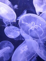 Meduza © Boris