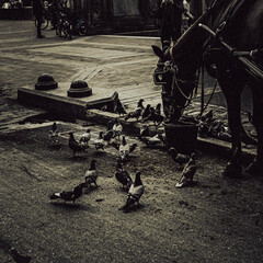 pigeons on the bridge