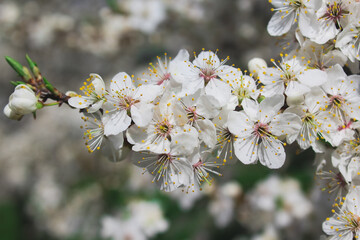 tree blossom