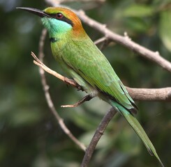 A Whole Body of Bee Eater on The Tree