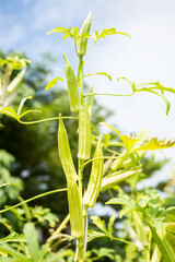 Closeup young Okra fruit over blurred sky background, organic agriculture, outdoor day light 