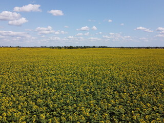 Clear blue sky over a sunflower field on a summer day. Farmer's field, aerial view.