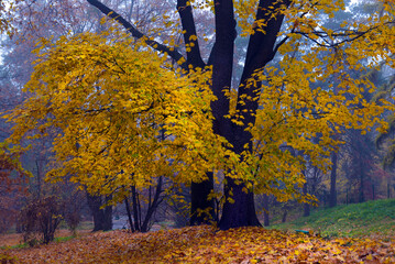 Colorful autumn trees with yellowed foliage in the autumn park.