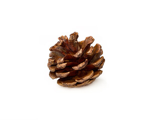 pine cone isolated on white background