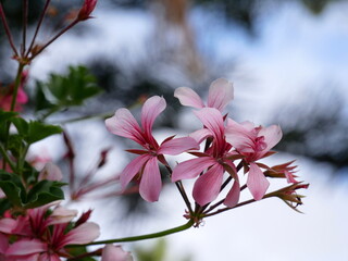 Geranios y efecto bokeh