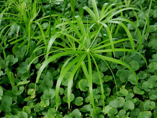 Bonita planta tropical