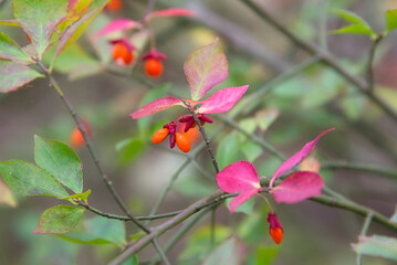 秋色の森で、一際目立つ赤い小さな実