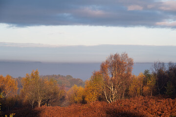 Golden autumnal fall tree and leaf colours at the Downs Banks, Barlaston in Staffordshire.