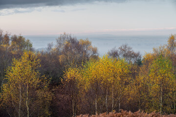 Golden autumnal fall tree and leaf colours at the Downs Banks, Barlaston in Staffordshire.