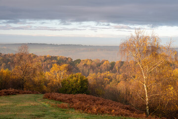Golden autumnal fall tree and leaf colours at the Downs Banks, Barlaston in Staffordshire.