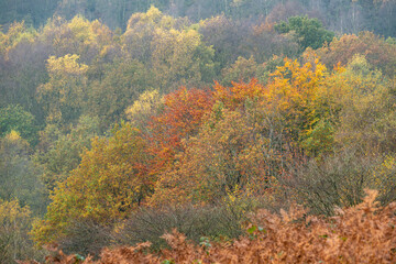 Golden autumnal fall tree and leaf colours at the Downs Banks, Barlaston in Staffordshire.