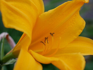 Perfil de hermosa flor amarilla