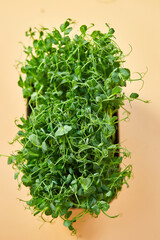 Close up Peas microgreens sprouts, Healthy eating Sprouts of green peas concept, Superfoodб copy space.