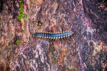 The dragon millipede, another rare wildlife in Thailand.