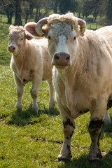 Vaches charolaises à Villereversure, Ain, France