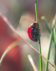 Coccinellidae