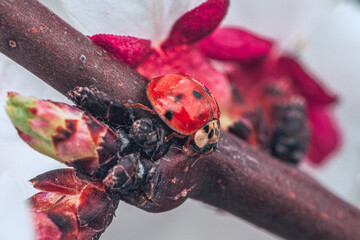 Coccinellidae